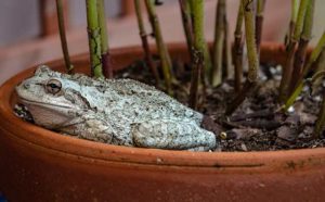 Pourquoi rêver de grenouilles dans la maison ?