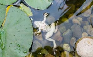 Pourquoi rêver de grenouille morte ?