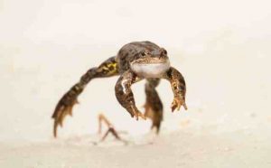 Pourquoi rêver de grenouille sauteuse ?