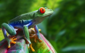 Pourquoi rêver de grenouille verte ?