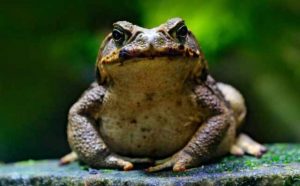 Pourquoi rêver de grosse grenouille ?