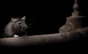 Pourquoi rêver d'une grosse souris ?