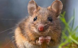 Pourquoi rêver de marcher sur une souris ?