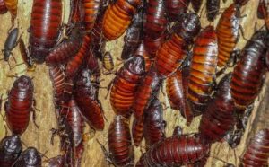 Pourquoi rêver de nombreux cafards vivants ?