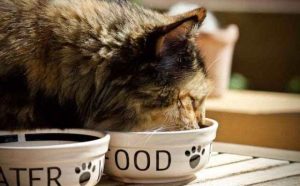 Pourquoi rêver de nourrir un chat ?