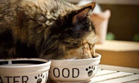 Pourquoi rêver de nourrir un chat ?