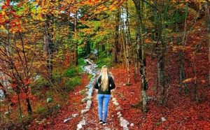 Pourquoi rêver de se promener dans un parc ?
