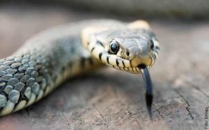 Pourquoi rêver de serpent dans un tunnel ?