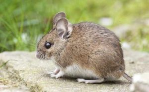 Pourquoi rêver de souris morte ?