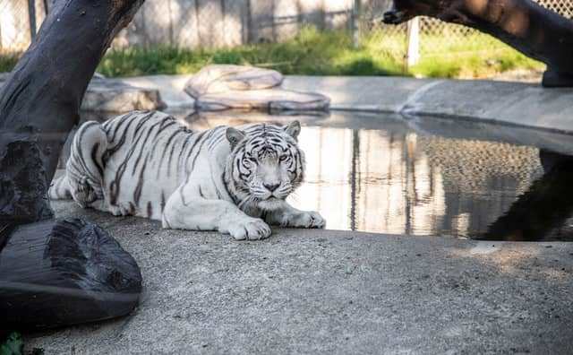 Pourquoi rêver d'un tigre blanc ?