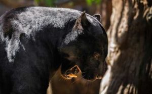 Pourquoi rêver d'un tigre noir ?