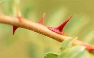 Pourquoi rêver d'épines ?