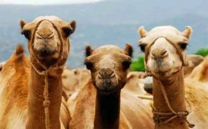 Pourquoi rêver de chameaux ?