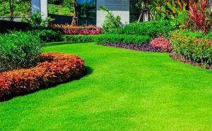 Pourquoi rêver de gazon ?