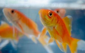Pourquoi rêver d'eau claire et de poissons ?
