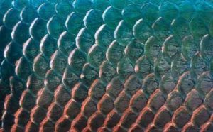 Pourquoi rêver d'écailles ?