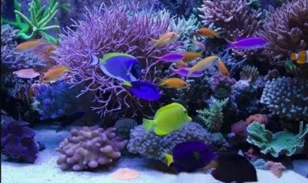 Pourquoi rêver d'un aquarium plein de poissons ?