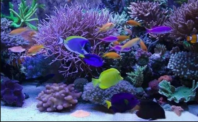 Pourquoi rêver d'un aquarium plein de poissons ?
