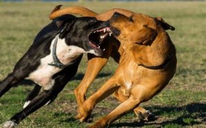 Pourquoi rêver d'un combat de chiens ?