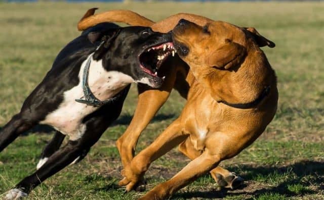 Rêver d’un combat de chiens
