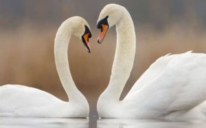 Pourquoi rêver d'un couple de cygnes ?