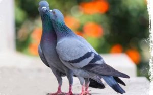 Pourquoi rêver d'un couple de pigeons ?