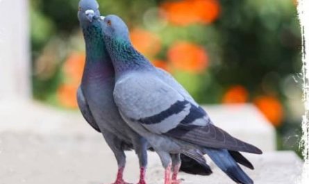 Pourquoi rêver d'un couple de pigeons ?