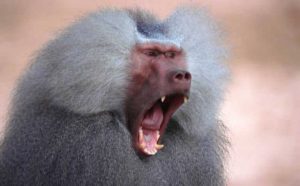 Pourquoi rêver de babouin ?