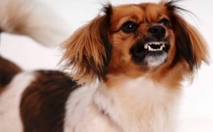 Pourquoi rêver de chien en colère ?