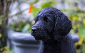 Pourquoi rêver de chien noir ?