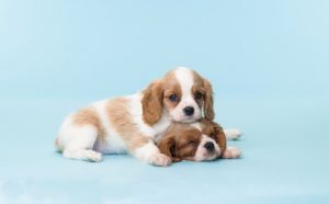 Pourquoi rêver de chiot ?