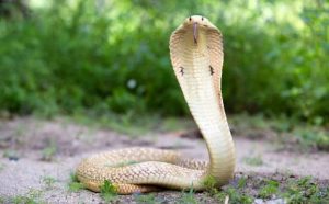 Pourquoi rêver de cobra ?