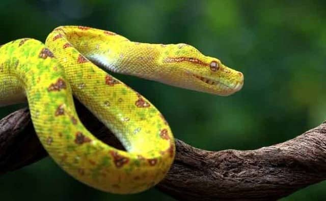 Que signifie rêver de serpents selon leur couleur ?