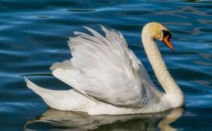 Pourquoi rêver de cygne blanc ?