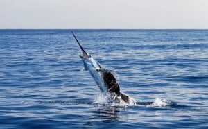 Pourquoi rêver d'espadon ?