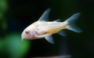 Pourquoi rêver de gros poisson blanc ?