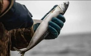 Pourquoi rêver de nettoyer du poisson ?