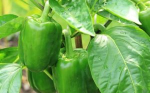 Pourquoi rêver de poivrons verts ?