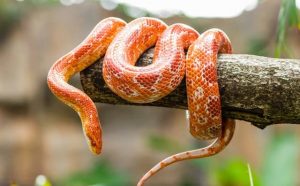 Pourquoi rêver de serpents ?