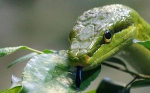 Significations négatives des rêves de serpent