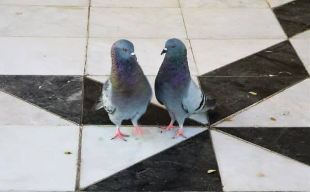 Sens et symbolisme du rêve d'un couple de pigeons :
