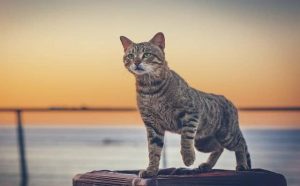 Pourquoi rêver d'abandonner un chat ?