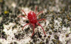 Pourquoi rêver d'araignée rouge ?