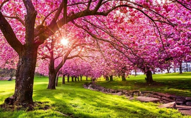 Rêver d’un arbre en fleurs