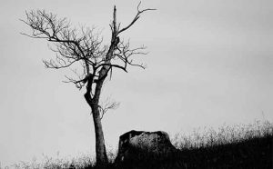 Pourquoi rêver d'un arbre sec ?