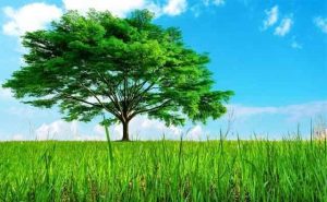 Pourquoi rêver d'un arbre vert ?