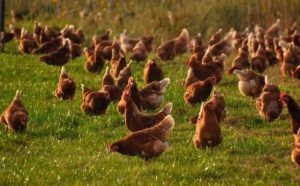Pourquoi rêver d'élevage de poules ?