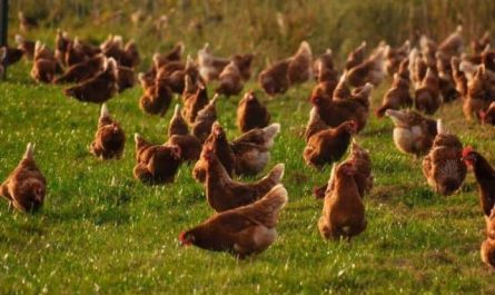 Pourquoi rêver d'élevage de poules ?