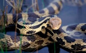 Pourquoi rêver d'être attaqué par des serpents ?