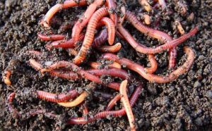 Pourquoi rêver d'excréments pleins de vers ?